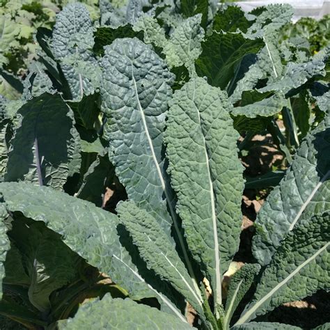 Kale Black Magic: The Science Behind Its Healing Properties